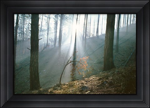 Framed Smoke Forest Print