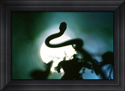 Framed Snake Sun Print