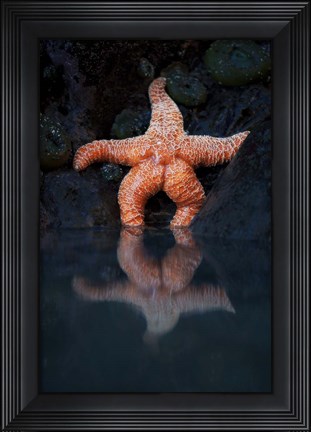 Framed Starfish Reflection 2 Print