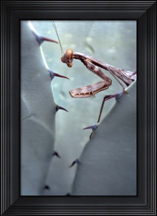 Framed Mantis Agave Print