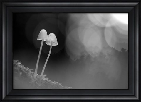 Framed Mushroom Tiny Print