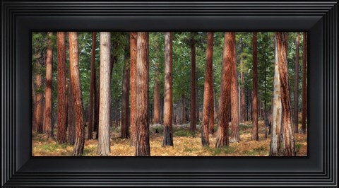 Framed Ponderosa Trunks Print