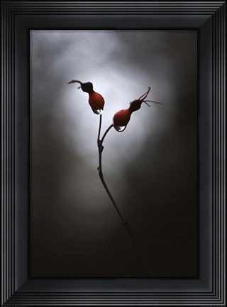 Framed Rose Hips Print