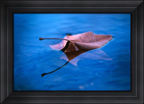 Framed Sycamore Reflection Print