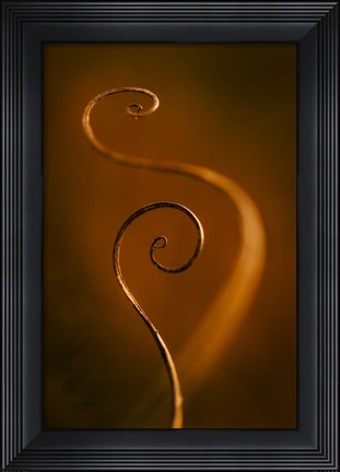 Framed Tendrils Red Print