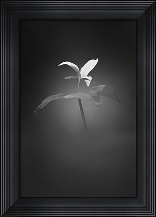 Framed Trillium Pastel 1 Print