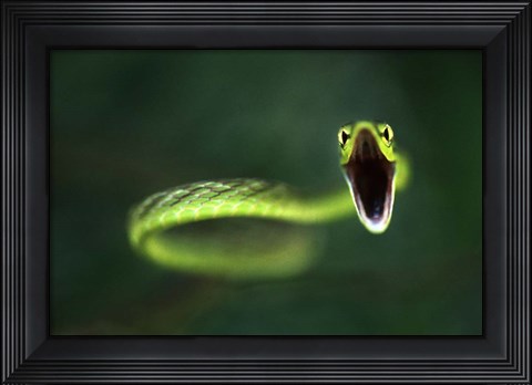 Framed Vine Snake Print