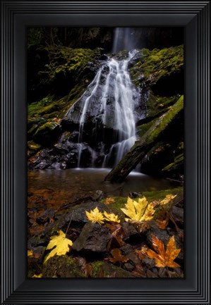 Framed Waterfall Maple Leaves Print