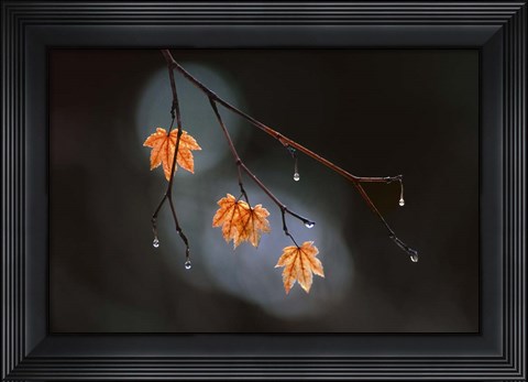 Framed Wet Fall Print