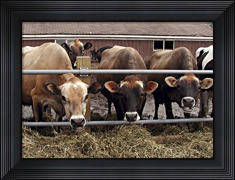 Framed Cows Print
