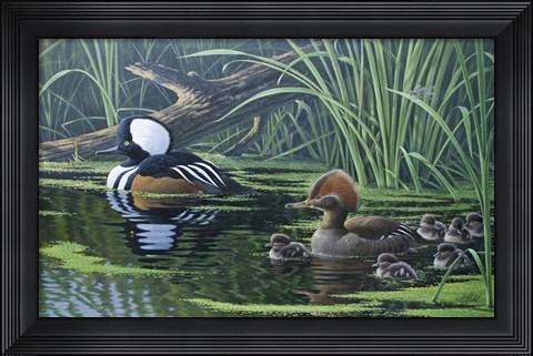 Framed Merganser Print