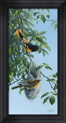 Framed Nesting Orioles Print