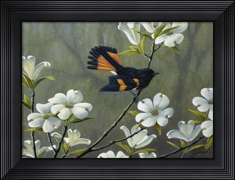 Framed Redstart &amp; Dogwood Print