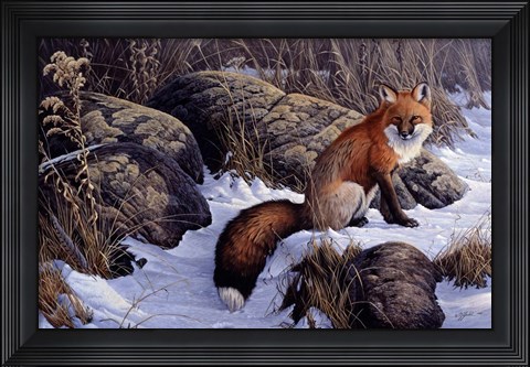 Framed Mid Winter Pause - Red Fox Print
