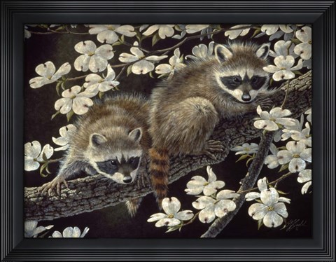 Framed Dogwood Hideout - Young Raccoons Print
