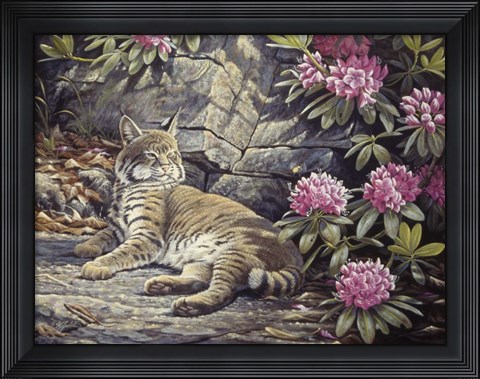 Framed Bee Watching Bobcat Print