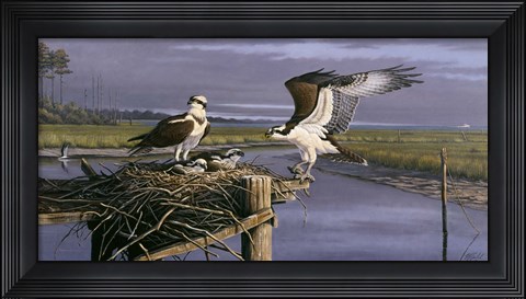 Framed Chesapeake Treasurers - Osprey Print