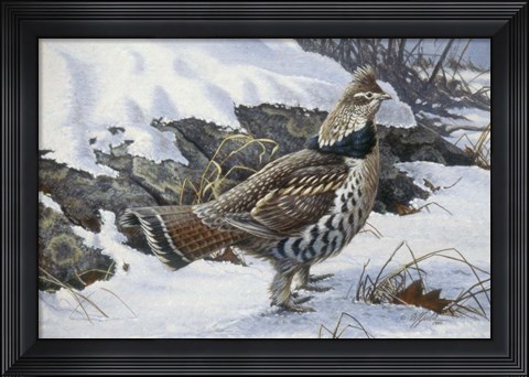 Framed Ruffed Grouse Print