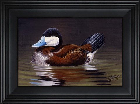 Framed Ruddy Duck Print