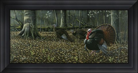 Framed Suitor - Wild Turkeys Print