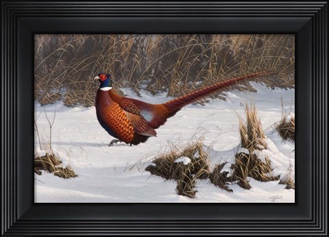 Framed Winter Walk Pheasant Print