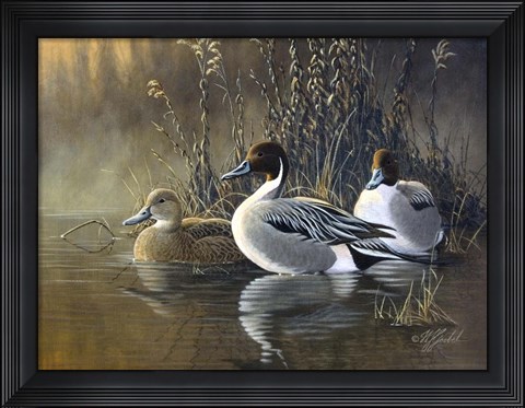 Framed Pintail Trios Print