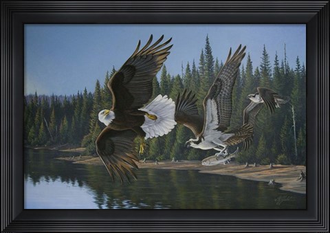 Framed Eagle Osprey Print