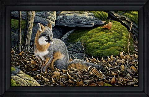Framed Grey Fox Print