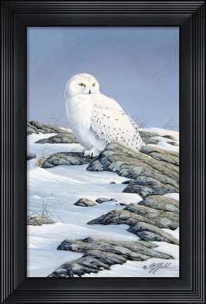 Framed Snowy Owl Print