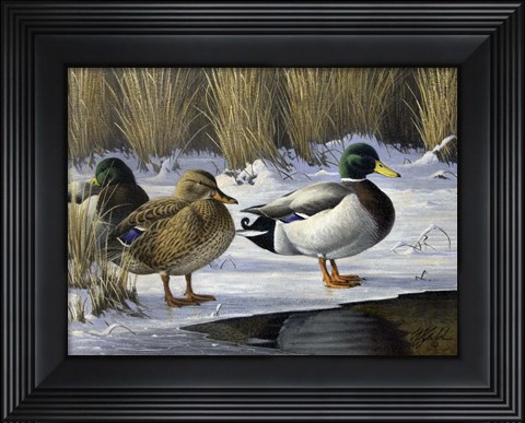 Framed Mallards Print