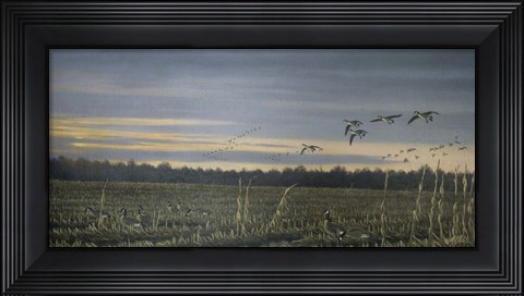 Framed Canada Geese Print