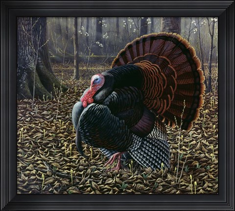Framed King Of Spring - Wild Turkey Print