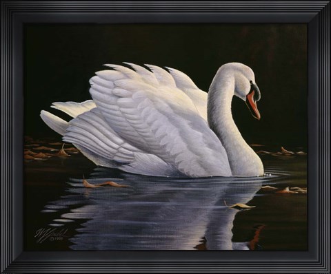 Framed Reflection - Mute Swan Print