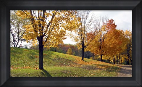 Framed Sunlight And Shadows Print