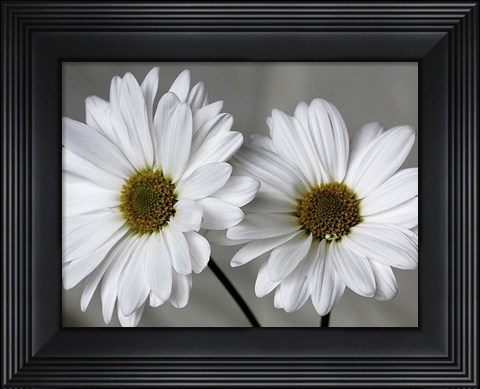 Framed Don&#39;t Eat Daisies II Print