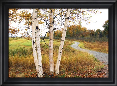 Framed Birches Print