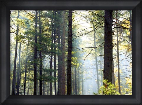 Framed Shrouded Forest II Print