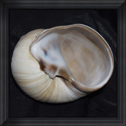 Framed Moonsnail I Print