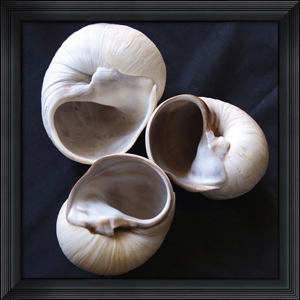 Framed Moonsnail II Print
