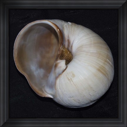 Framed Moonsnail III Print