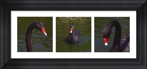 Framed Black Swan Trio Print