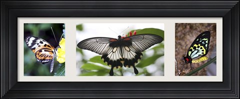 Framed Butterfly Trio Print