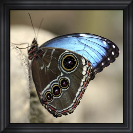 Framed Blue Butterfly Color Print