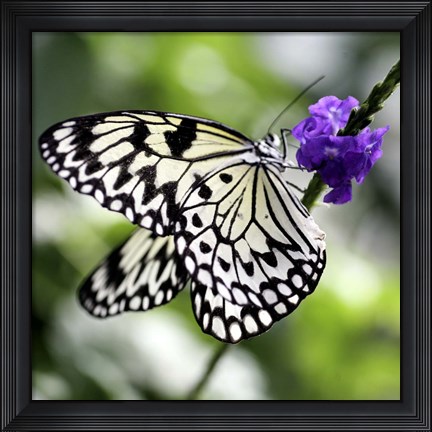 Framed BW Butterly Purple Flower Color Print