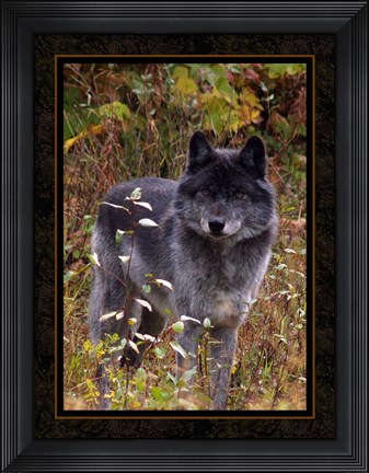 Framed Wolf II Print