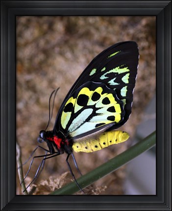 Framed Bright Colors Butterfly Print