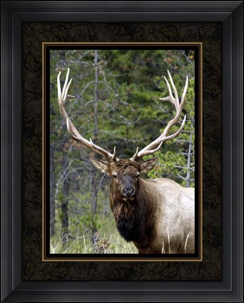 Framed Large Elk Print
