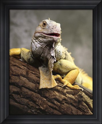 Framed Iggy III Print