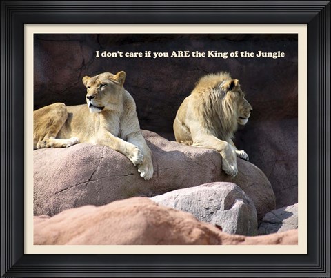 Framed King of the Jungle Lion Print