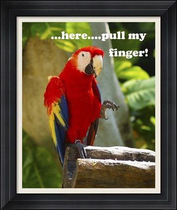 Framed Parrot II with Words Print